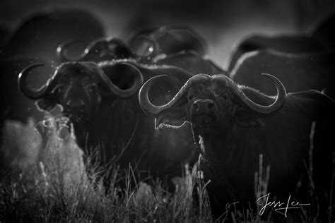 Cape Buffalo Herd | TARANGIRE, TANZANIA, AFRICA | Photos by Jess Lee