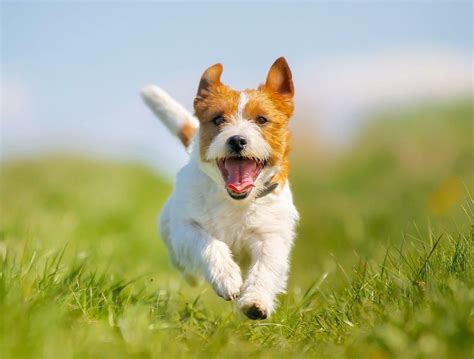 All About The Jack Russell Terrier: Costs, Pricing, Breeders and more