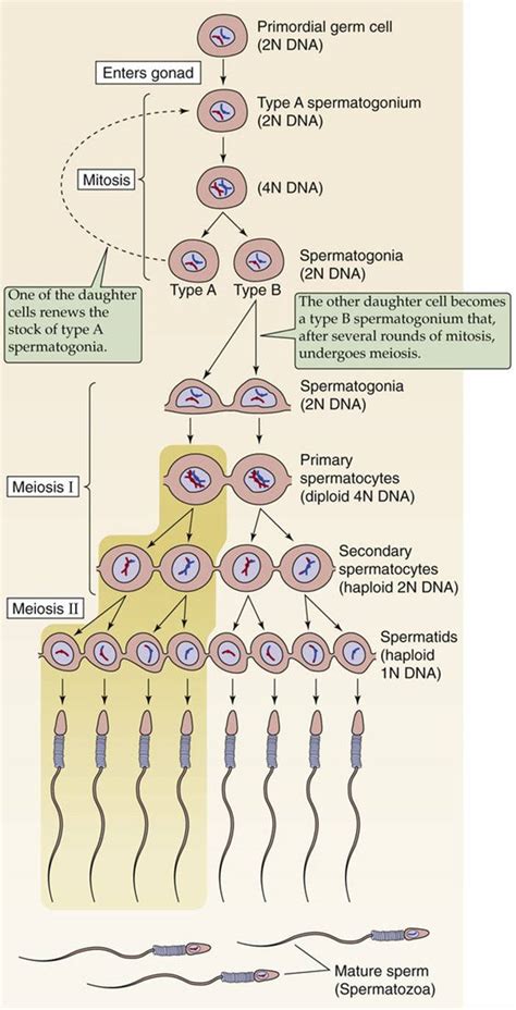 [DIAGRAM] Diagram Of Spermatogenesis - MYDIAGRAM.ONLINE