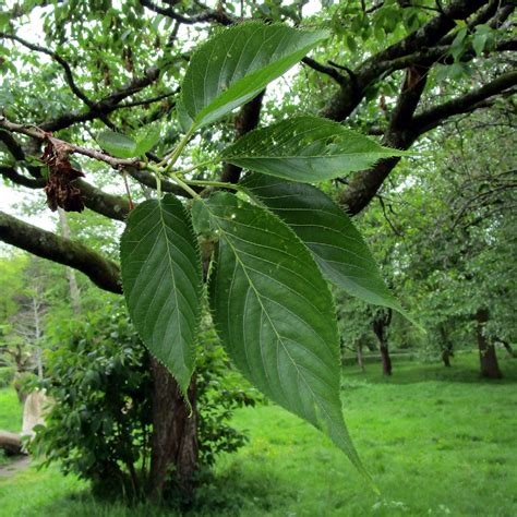 Prunus 'Shirotae' in Bute Park