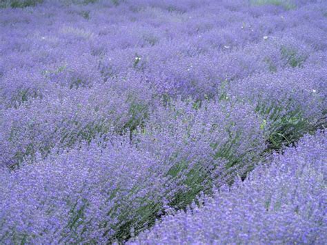 Rows of lavender stock photo. Image of color, history - 259660488