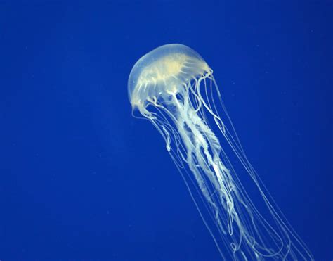 Free photo: Jellyfish - Animal, Beach, Sand - Free Download - Jooinn