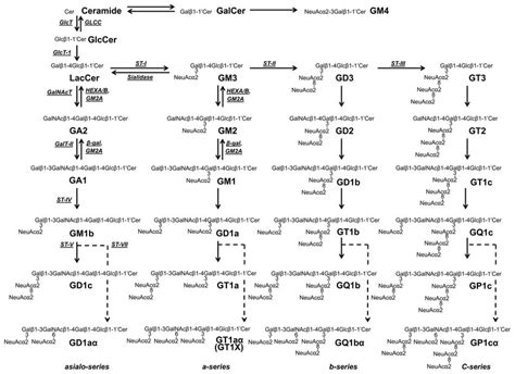 Structures and metabolic pathways of gangliosides | Download Scientific ...