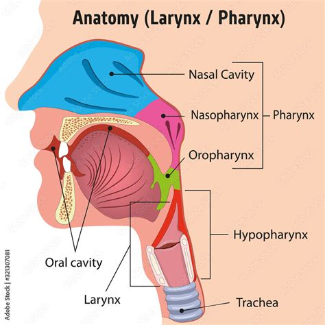 Human Larynx and Internal Pharynx Anatomy Head Illustration, Close ...