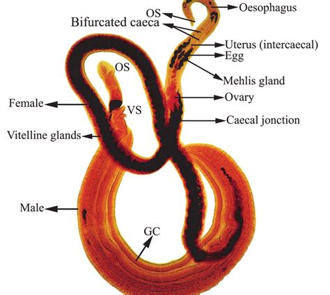 Schistosoma mansoni adult pair collected at the mesenteric vein of an ...