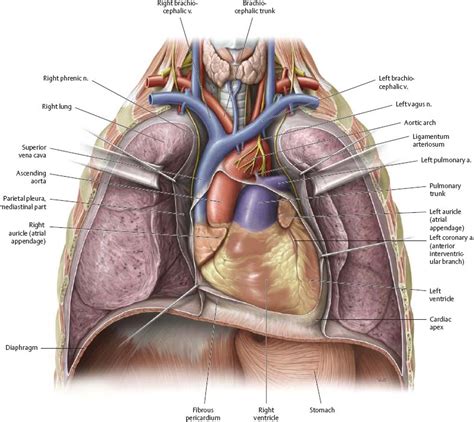 Mediastinum Heart