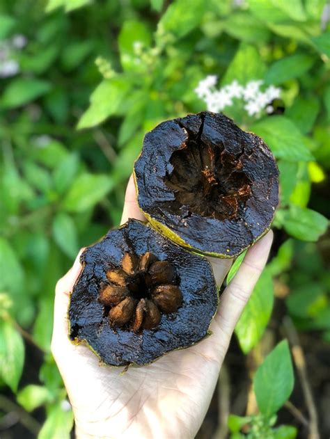 Black Sapote - Buy Black Sapote online from Miami Fruit