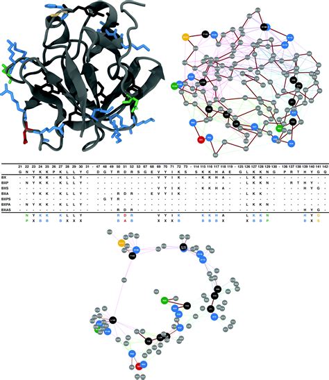 Amino acid sequence analysis - apolow