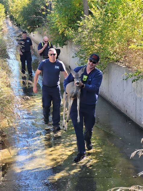 Rapid City Fire Department rescues fawn from drainage ditch