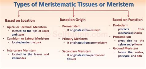 Meristematic Plant Tissues and Meristem | Types & Examples » Selftution