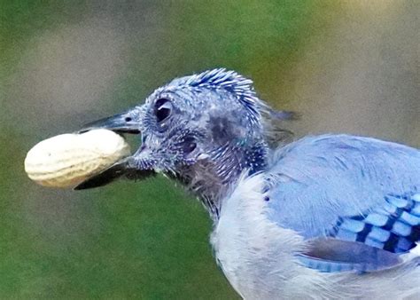 Molting Blue Jay - FeederWatch