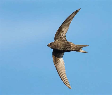 Common swift. Except when nesting, swifts spend their lives in the air ...