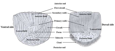 Ctenoid Scales - Fish Scale Wikipedia / History and etymology for ctenoid.