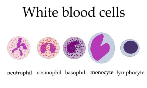 What is Clonal Selection? (with picture)