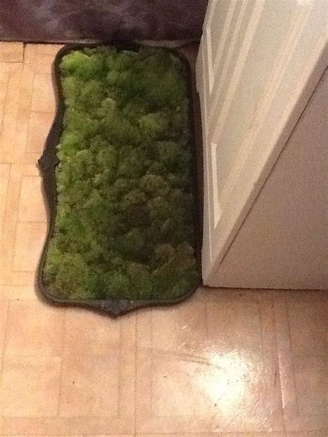 Living moss bath mat! | Bath mat diy, Diy bath mat, Moss bath mat