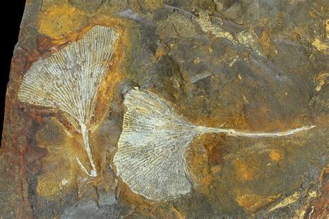 Fossil Ginkgo Leaves From North Dakota - Paleocene (#132551) For Sale ...