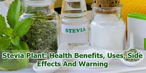 Stevia Plant: Health Benefits, Uses, Side Effects and Warning