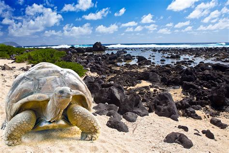 4. Explore the Galápagos Islands, Ecuador - International Traveller ...