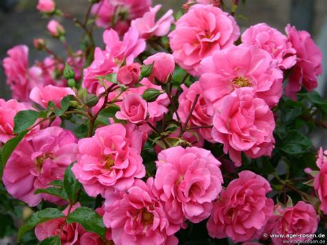 Buy Medley Pink ® – Floribunda Rose – AGEL ROSEN