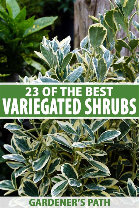 23 of the Best Variegated Shrubs for Your Landscape | Gardener’s Path