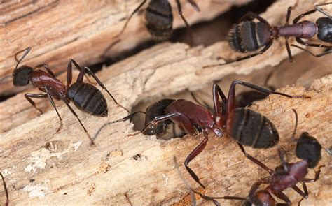 Carpenter Ants | Carpenter Ant Identification & Dangers | Lubbock TX