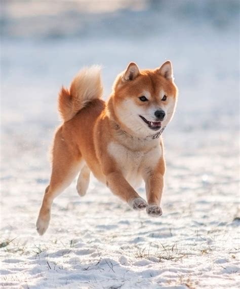 Discover Japanese Dog Breeds - From Japan To Your Hometown