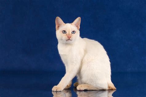 Mekong Bobtail Cat Breed Information & Characteristics | Cat breeds ...