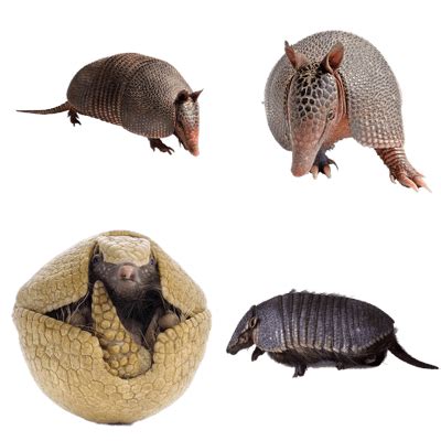 Animals transparent PNG images - StickPNG