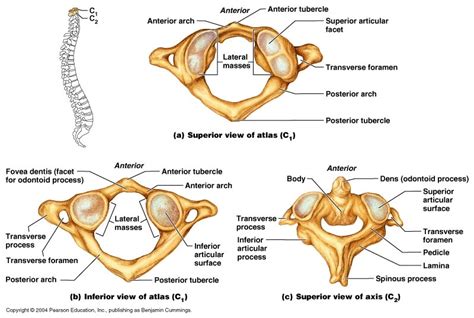 Anatomy and physics atlas and axis Diagram | Quizlet