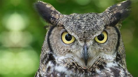 Why do owls say "hoo"? - Mystery Science