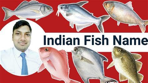 Indian Sea Fish Pictures And Names Pdf - Macan Png