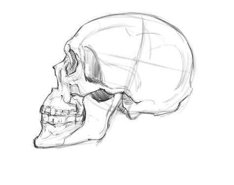 Drawing skull profile | Human skull drawing, Skull sketch, Profile drawing