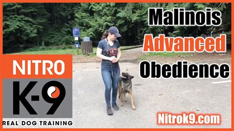 Dog Training — Advanced Obedience demo reel - YouTube