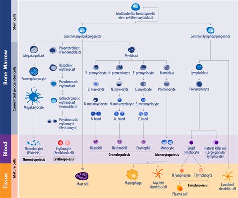 Genetic Abnormality Spectrum in Hematologic Cancers