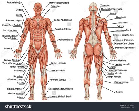 Anatomy Of Male Muscular System Posterior And Anterior View Full Body ...