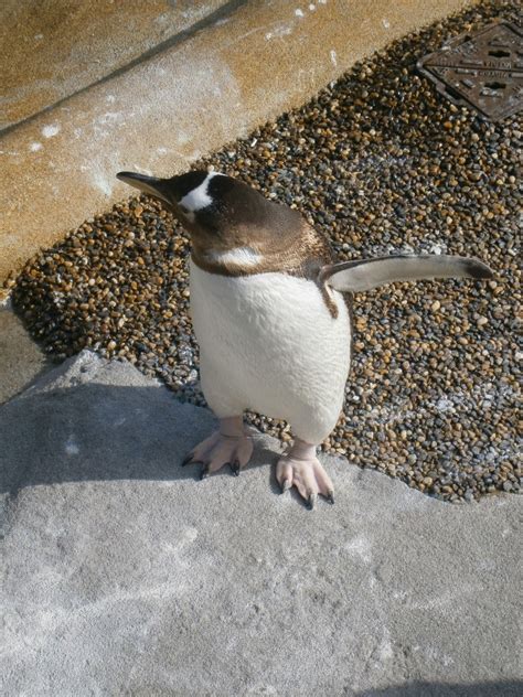 The Scottish Ramblings of an English Lass: Penguins rock at Edinburgh Zoo!