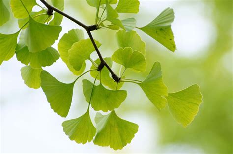 How To Grow And Care For Ginkgo Trees Gardener's Path, 60% OFF