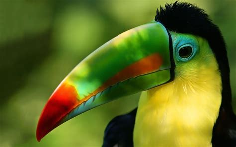 Toucan Wallpapers - Wallpaper Cave