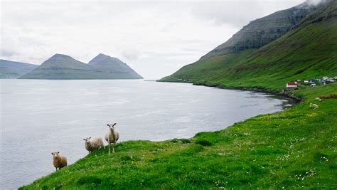 Faroe Islands Sheep Photography & Interesting facts about the sheep ...