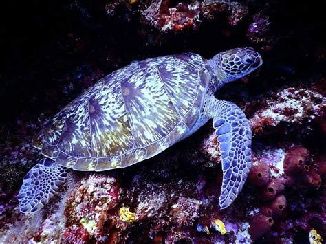 15 Hawksbill Sea Turtle Facts | Environment Buddy