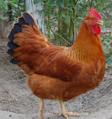 Chicken Breed Focus - New Hampshire