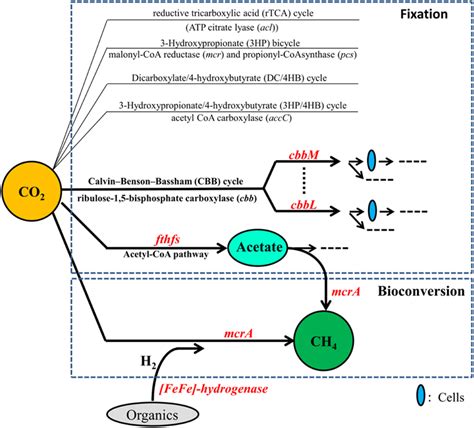 Genes and pathways for CO2 fixation and bioconversion into CH4 ...