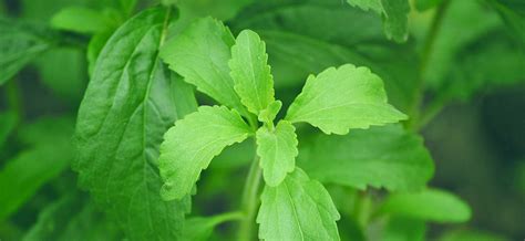 The Ultimate Guide to Stevia Leaf: Origins and Health Benefits – Jamu ...