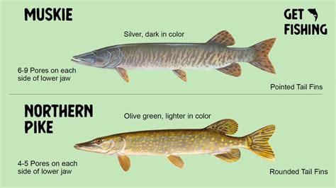 Muskie vs Pike – What Is The Difference – Get Fishing