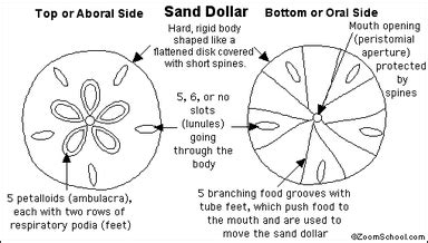 Sand Dollar - circulatory 101