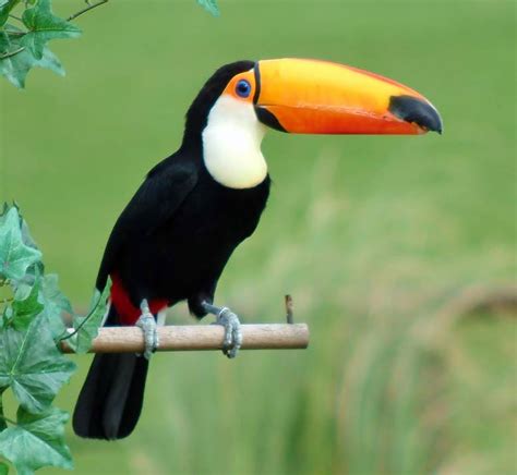 Toco Toucan Facts, Habitat, Diet, Life Cycle, Baby, Pictures