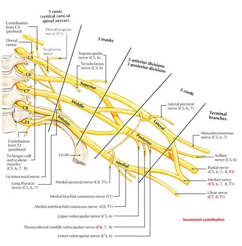 an image of a diagram of the human nervous system