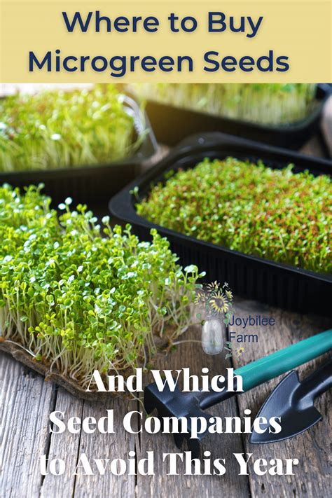 Where to Buy Microgreen Seeds and Which Companies to Avoid