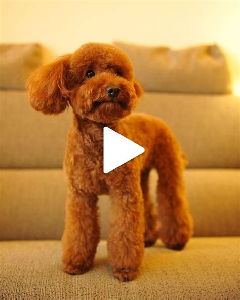 ♥ Cute Animals♥ | Poodle puppy training, Toy poodle haircut teddy bears ...