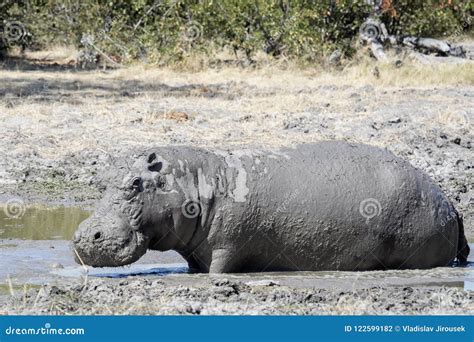 Hippopotamus Male, Hippopotamus Amphibius Covered with Mud Moremi ...